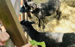 Relacja dnia 12 lipca - Akcja Lato w Mieście w filii 